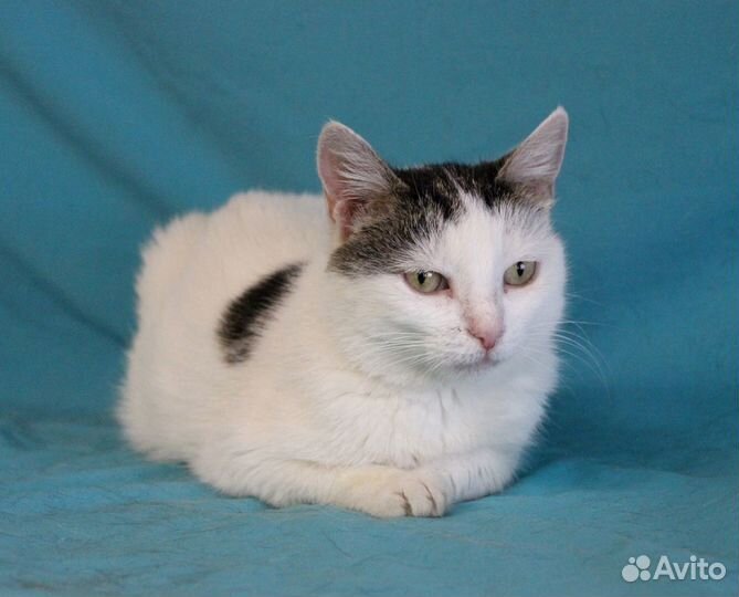 Кошка Мишель