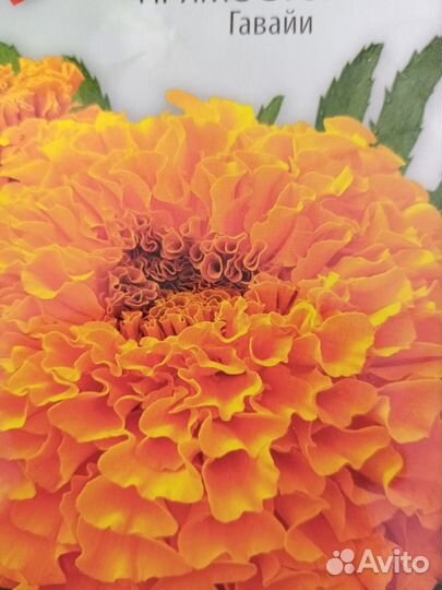 Рассада :томаты, перец, баклажан, бархатцы астра