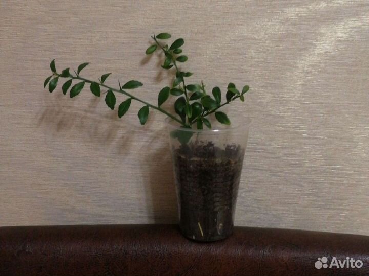 Комнатное растение. Микроцитрус австралазика