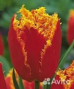 Луковицы сортовых тюльпанов