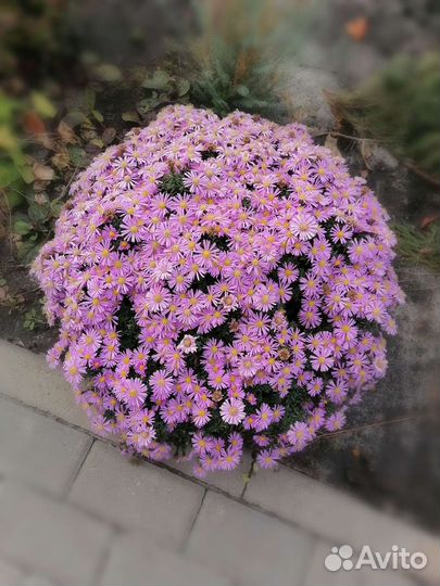 Многолетние цветы