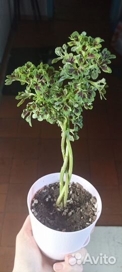 Комнатные цветы, колеус, эухарис, сансевиерия