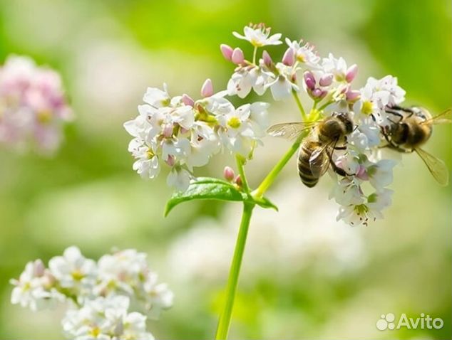 Мёд 24 года из Алтая оптом