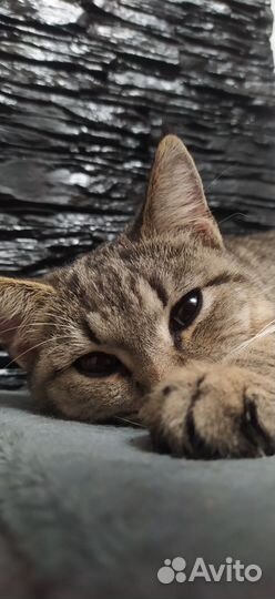Котик в добрые руки