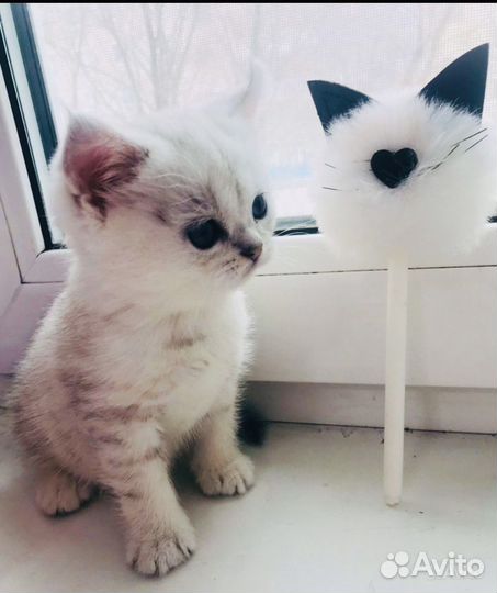 Серебристая британская шиншилла