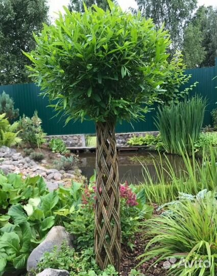 Пальма ивовая живая