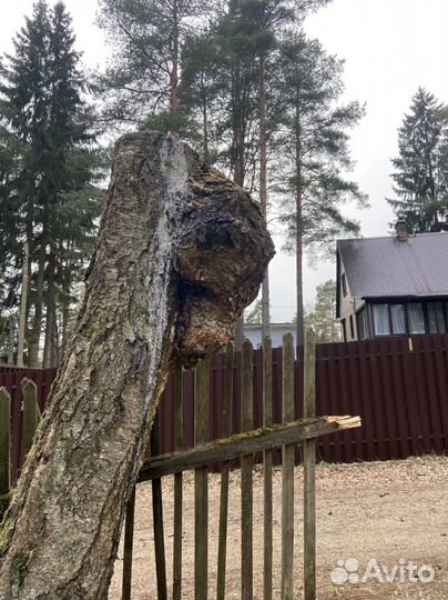 Кап березовый