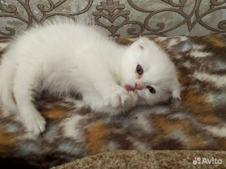 Шотландские вислоухие