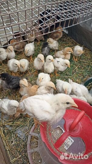 Цыплята (домашняя несушка)