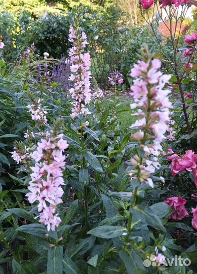 Дербенники