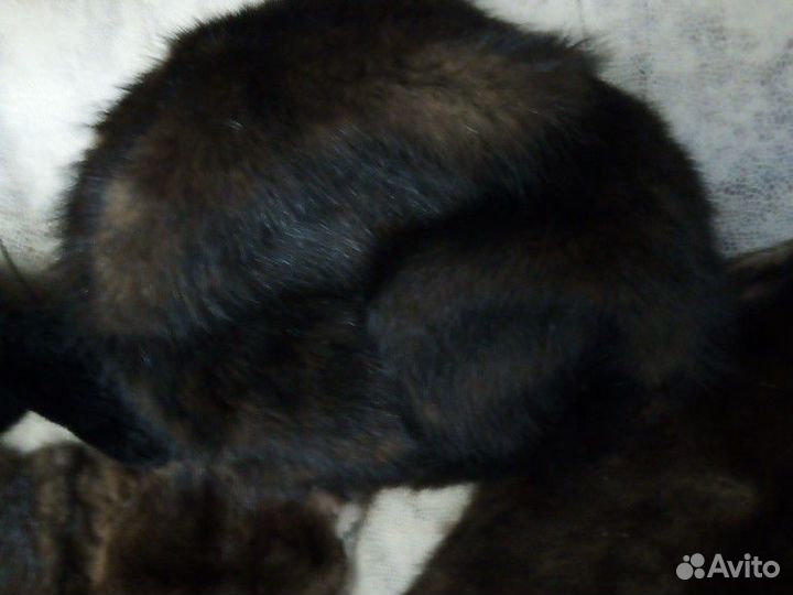 Шкурка животного