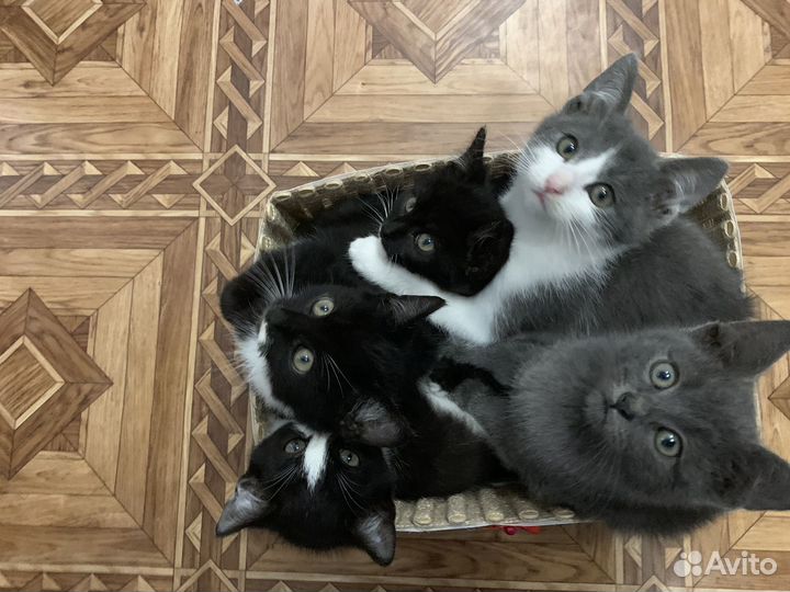 Котята в добрые руки мальчики