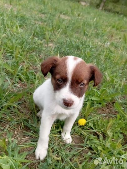 Собака в добрые руки отдам бесплатно