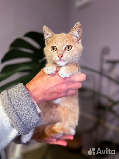 Котенок Пряник (3 мес) ищет дом