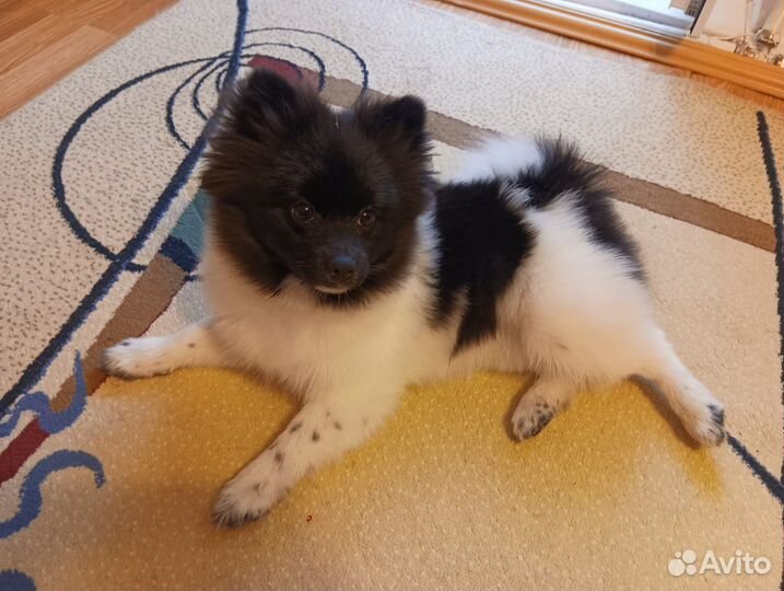 Немецкий померанский шпиц малый
