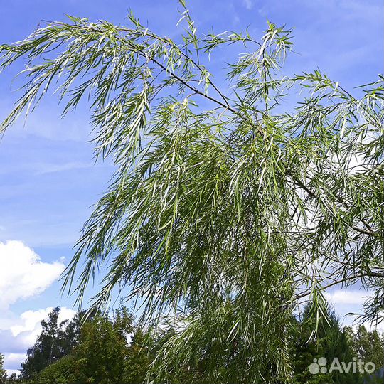 Ива саженцы