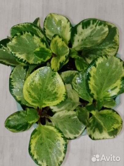 Пеперомия Golden Gate