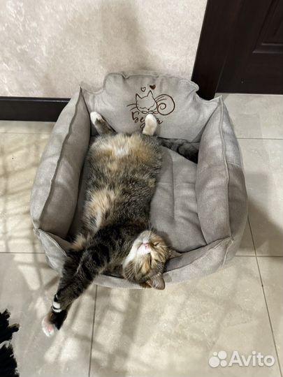 Лежанка для животных