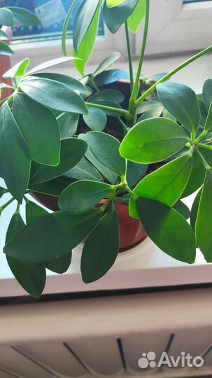 Комнатные цветы шефлера