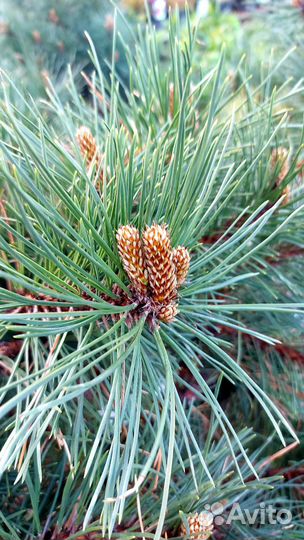 Сосна горная