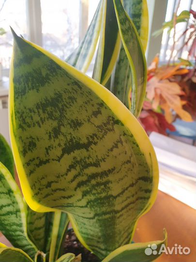 Сансевиерия сортовая