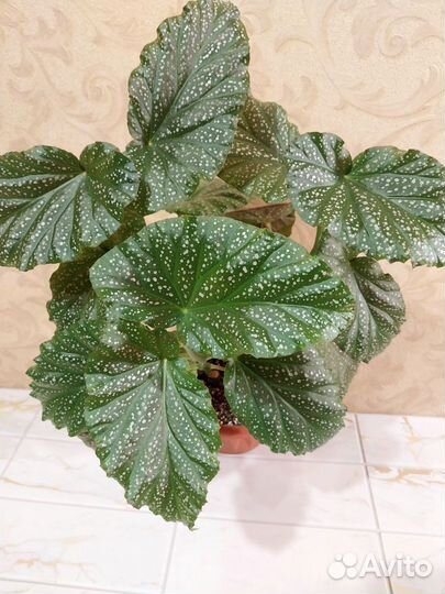 Бегония коралловая и диффенбахия