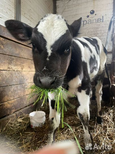 Телка 2 месяца