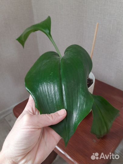 Эухарис амазонская лилия