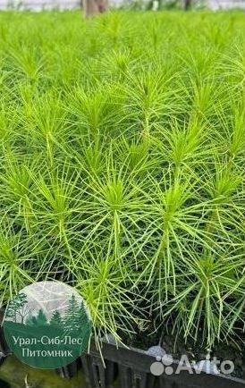 Зкс и окс Сосна Ель Лиственница сеянцы Голуб горн