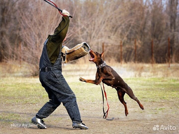 Дрессировка собак