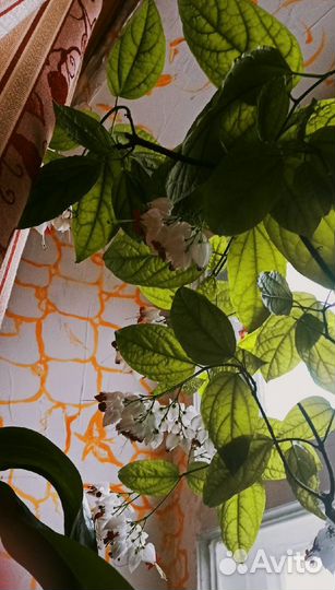 Взрослые Плектрантус Монстера Фиалка Клеродендрум