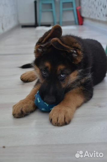 Щенки немецкой овчарки