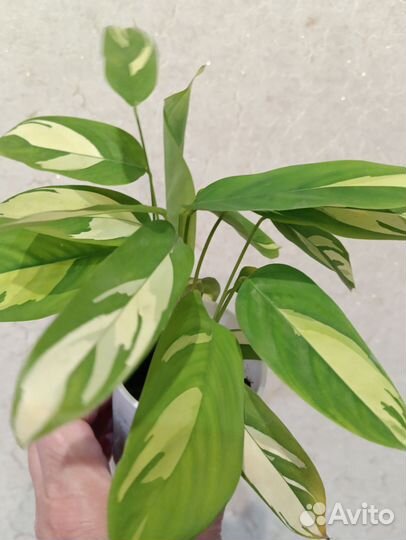 Комнатные цветы