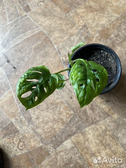 Монстера Monkey Leaf