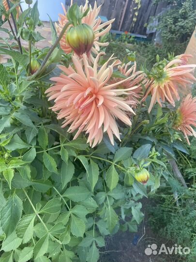 Цветы георгины