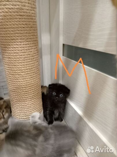 Шотландские котята