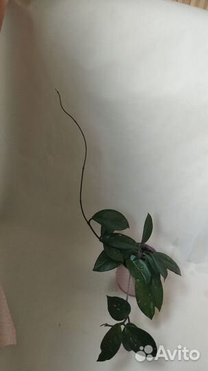 Хойя Карноза (Hoya carnosa Tricolor Exotica )