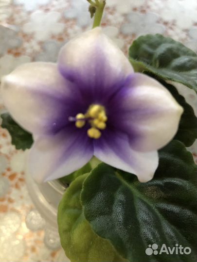 Детки и розетки сортовых фиалок