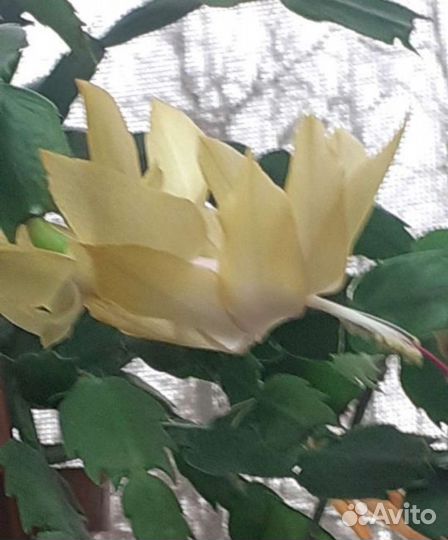 Декабрист шлюмбергера 5 расцветое