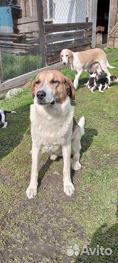 Щенки гончей