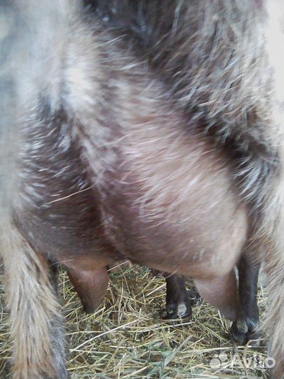 Коза нубийка