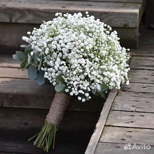 Гипсофила белая