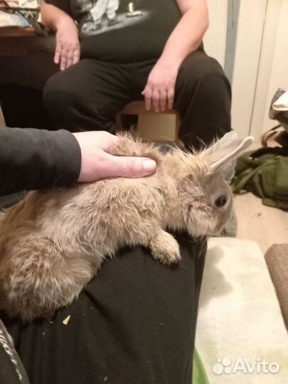 Декоративные кролики