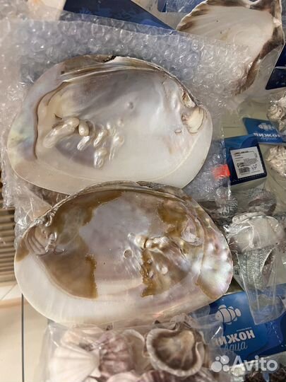 Морские Ракушки Раковины