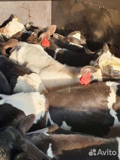 Бычки телки