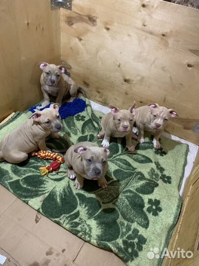 Американский булли