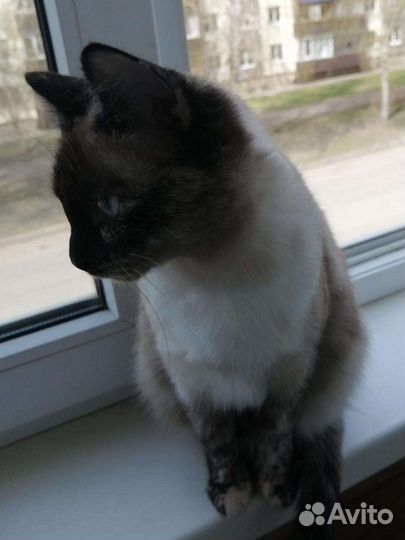 Триша кошка