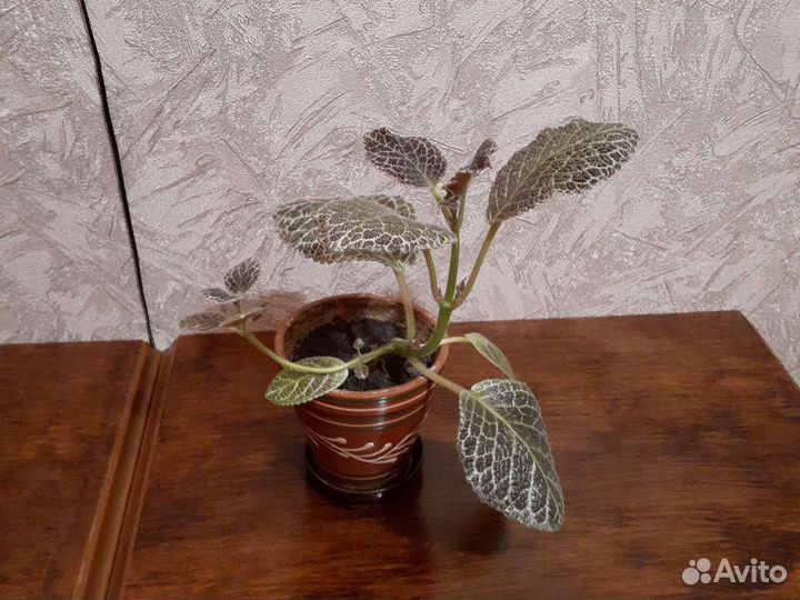 Цветы эписция