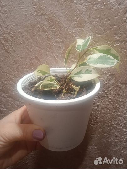 Фикус бенджамина, спатифиллум