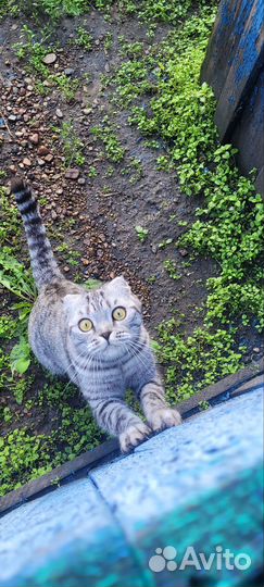 Шотландская вислоухая кошка вязка